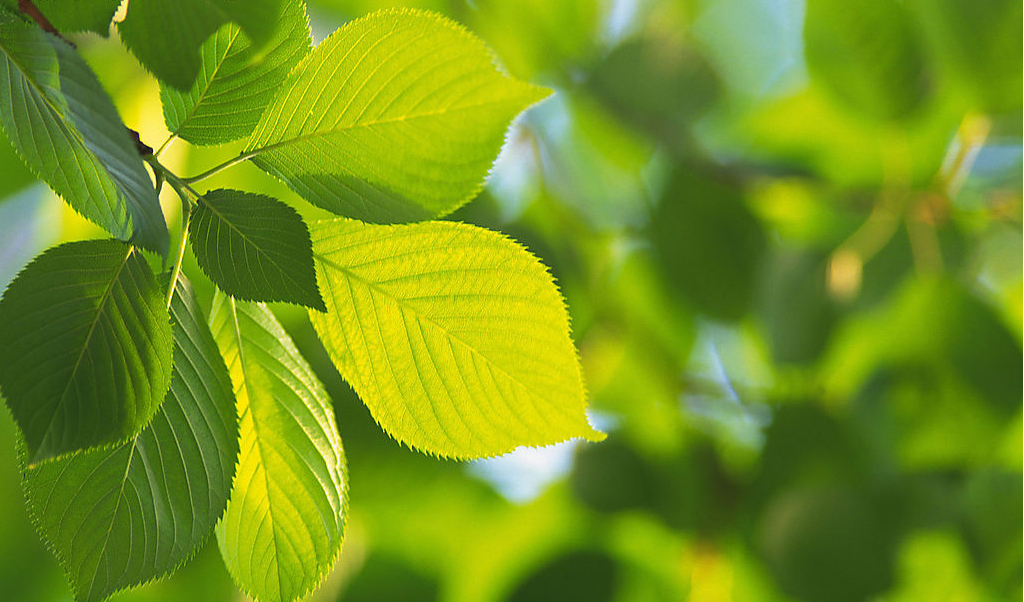 四年級上冊科學(xué)實(shí)驗(yàn)之分離葉綠素